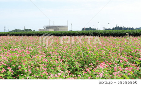 赤ソバ畑と茶畑 58586860