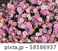 カモミール 58586937