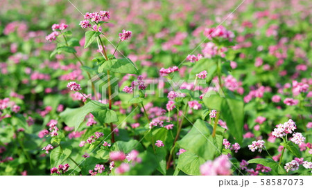 赤ソバ畑 58587073