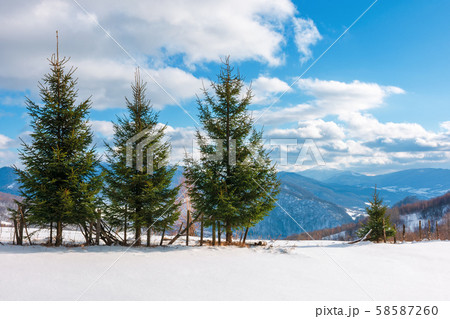 three fir trees on the snowy meadow in wintertime three fir trees on the snowy meadow in wintertime 58587260