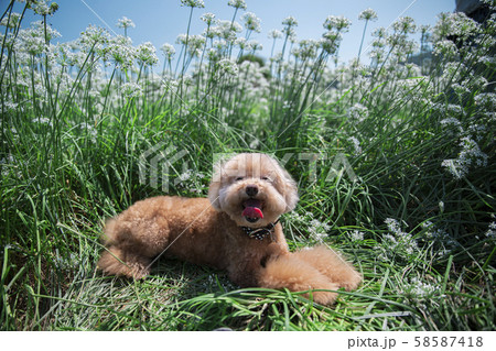犬 狗 わんこ 58587418