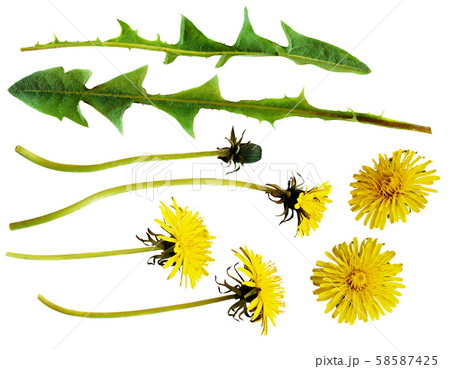 Yellow dandelion flowers and leaves 58587425