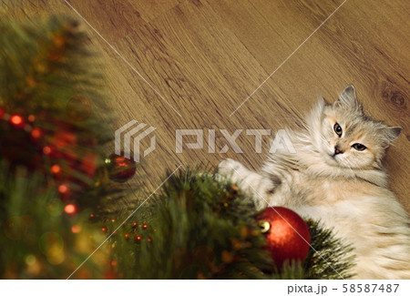 Cat and Christmas tree Cat and Christmas tree 58587487