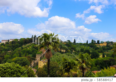 Palm and green hill with clouds in background. 58588417