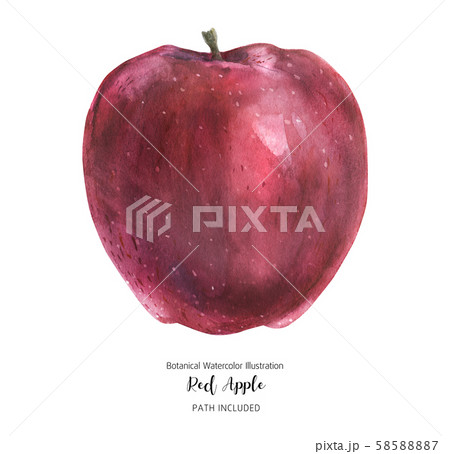 Sweet big red apple 58588887