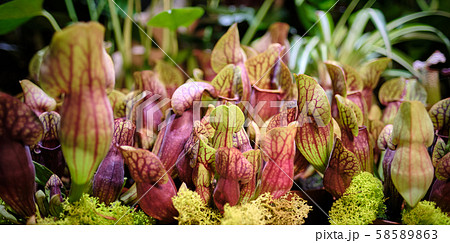Sarracenia leucophylla, also known as the crimson Sarracenia leucophylla, also known as the crimson 58589863