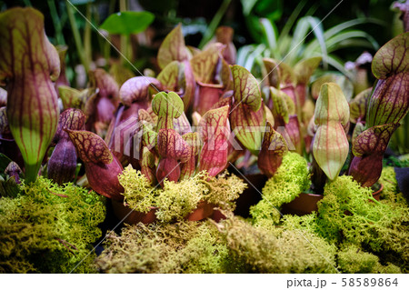Sarracenia leucophylla, also known as the crimson Sarracenia leucophylla, also known as the crimson 58589864