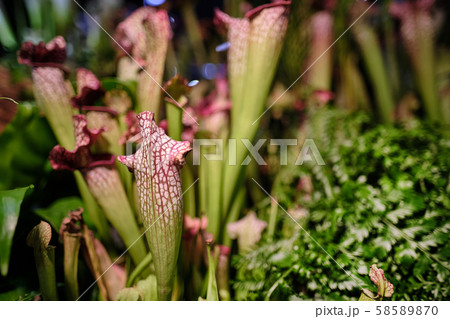 Sarracenia leucophylla, also known as the crimson Sarracenia leucophylla, also known as the crimson 58589870