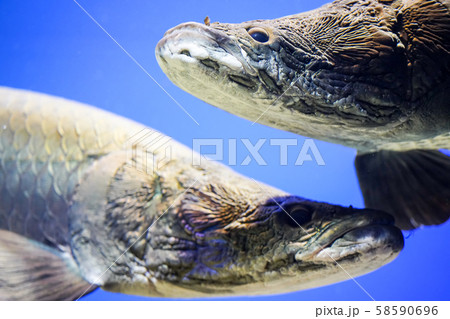 ピラルク― 山の水族館 北見市留辺蕊町 ピラルク― 山の水族館 北見市留辺蕊町 58590696
