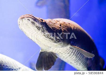 ピラルク―　山の水族館　北見市留辺蕊町 58590844