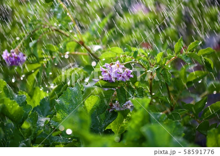 にわか雨 ジャガイモ 畑 58591776