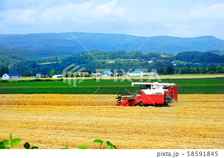 広大な麦畑01 58591845