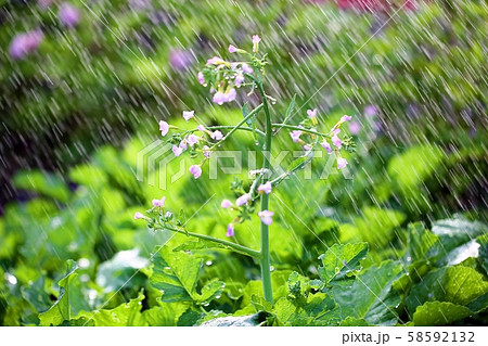 にわか雨 野菜 畑 58592132