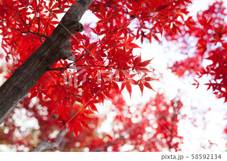 紅葉 紅葉 58592134
