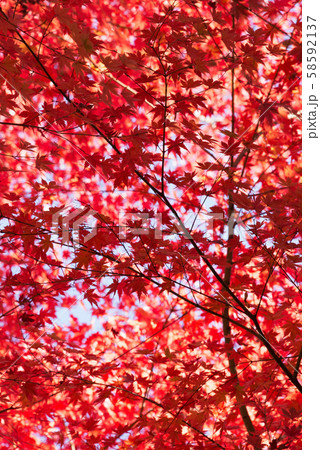 紅葉 58592137
