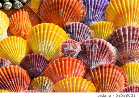 テクスチャー　緋扇貝　素材　背景　造形展　長島町　出水市　鹿児島県 58593003