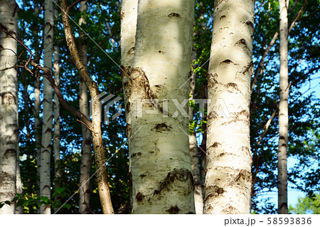 しらかんば林 58593836