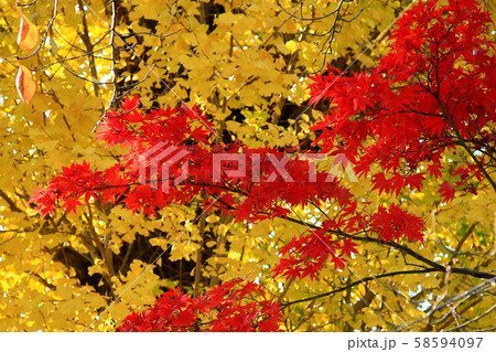 京都　嵐山　天龍寺　紅葉 58594097