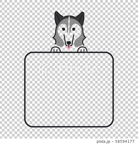 犬 ポーズ 表情 コピースペース お知らせ シベリアンハスキーのイラスト素材