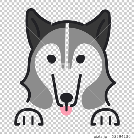 犬 ポーズ 表情 アップ シベリアンハスキーのイラスト素材