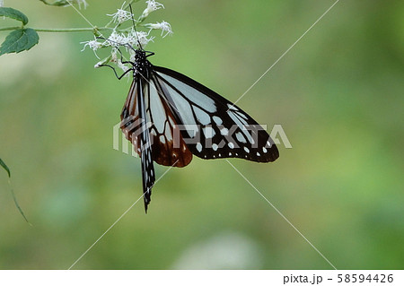 アサギマダラ 58594426