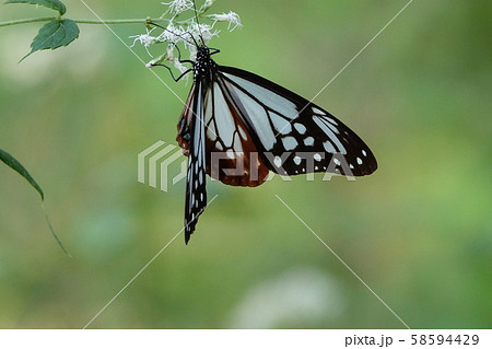 アサギマダラ 58594429