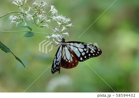 アサギマダラ 58594432