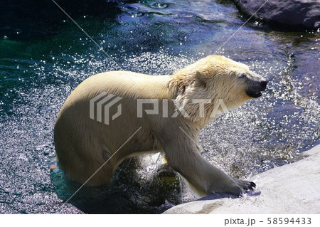 人気者のホッキョクグマ 人気者のホッキョクグマ 58594433