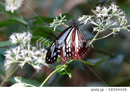 アサギマダラ アサギマダラ 58594436