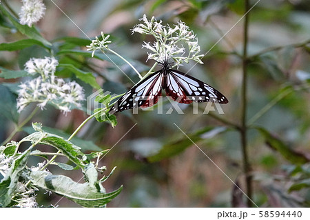 アサギマダラ アサギマダラ 58594440