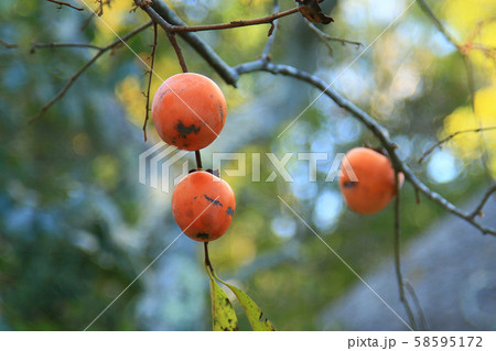 京都 嵯峨野 落柿舎 京都 嵯峨野 落柿舎 58595172