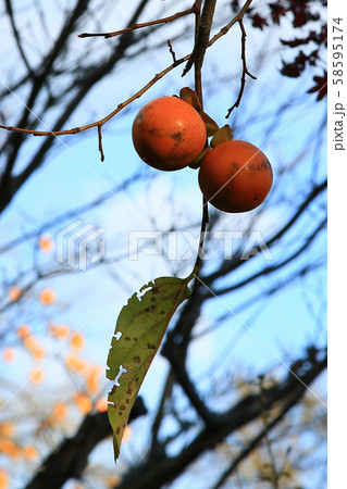 京都　嵯峨野　落柿舎 58595174
