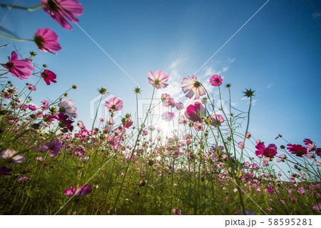 花 花 58595281