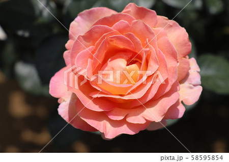 香貴　サーモンピンク色のバラ 58595854