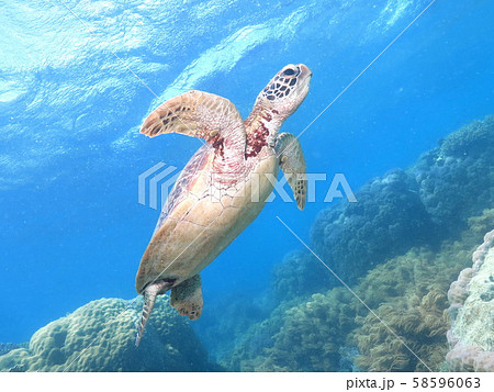 海中を泳ぐウミガメ 海中を泳ぐウミガメ 58596063