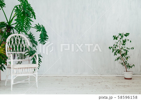 chair with green plants in a vintage white room 58596158