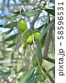 オリーブの実 58596531
