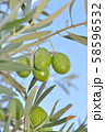 オリーブの実 58596532