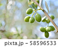 オリーブ 58596533