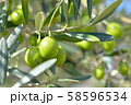 オリーブの実 58596534
