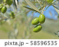オリーブの実 58596535