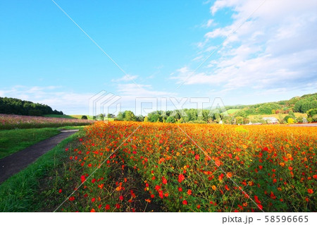 えんがる公園のコスモス畑 58596665