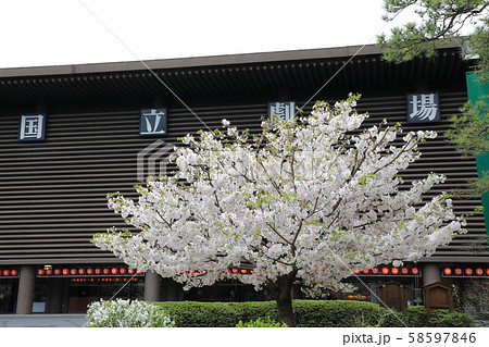 桜　国立劇場　東京都　千代田区　 58597846