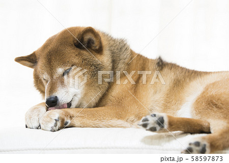 柴犬 リラックス 柴犬 リラックス 58597873