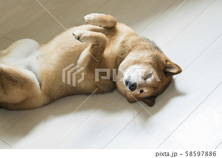 柴犬　リラックス　仰向け 58597886