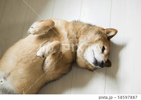 柴犬 リラックス 仰向け 柴犬 リラックス 仰向け 58597887