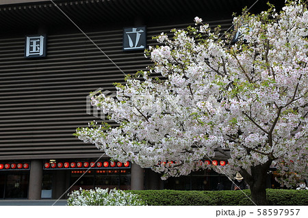 桜　国立劇場　東京都　千代田区　 58597957
