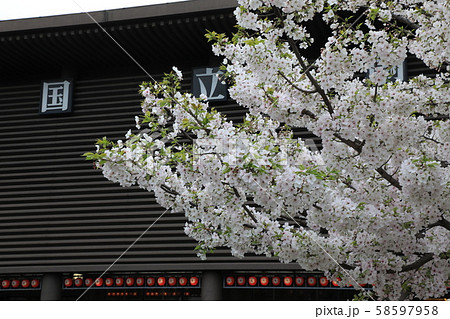 桜　国立劇場　東京都　千代田区　 58597958
