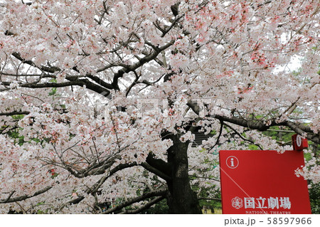 桜　国立劇場　東京都　千代田区　 58597966