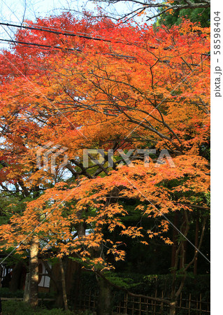 京都 嵯峨野 二尊院 京都 嵯峨野 二尊院 58598404